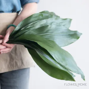 Green Aspidistra Leaf Greenery