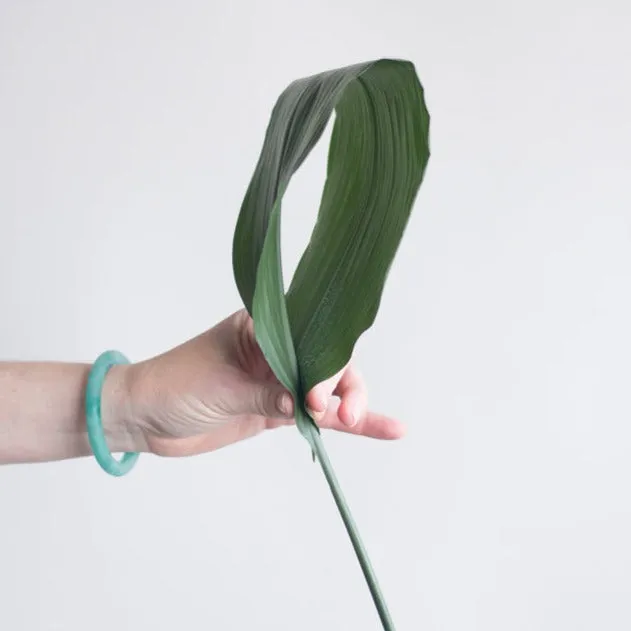 Green Aspidistra Leaf Greenery