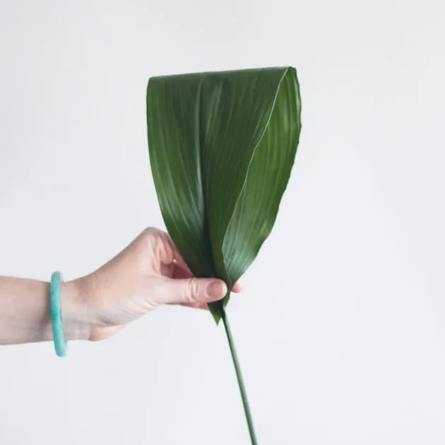 Green Aspidistra Leaf Greenery