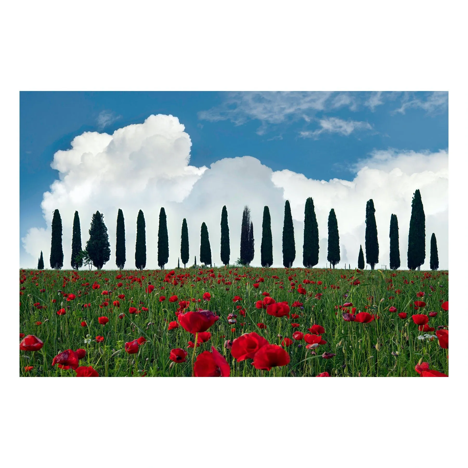 "Tuscan Blooms" | Travel Landscape Photography